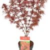 Japanse Esdoorn (Acer Palmatum 'Shaina') D 19 H 40 Cm -PlantenPuur Verkoopwinkel 8718182410693