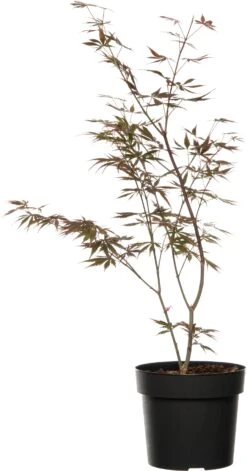 Japanse Esdoorn (Acer Palmatum 'Trompenburg') D 19 H 40 Cm