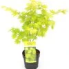 Japanse Esdoorn (Acer Shirasawanum 'Jordan') D 19 H 40 Cm 1 Japanse Esdoorn (Acer Shirasawanum 'Jordan') D 19 H 40 Cm -PlantenPuur Verkoopwinkel 8718182410822 1