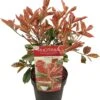 Glansmispel (Photinia Fraseri 'Pink Marble') D 19 H 30 Cm -PlantenPuur Verkoopwinkel 8718182411676