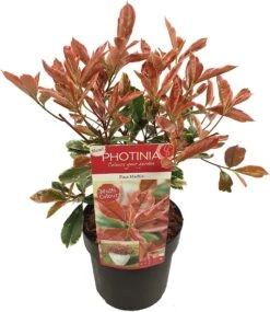 Glansmispel (Photinia Fraseri 'Pink Marble') D 19 H 30 Cm