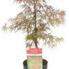 Japanse Esdoorn (Acer Palmatum 'Firecracker') D 19 H 40 Cm 1 Japanse Esdoorn (Acer Palmatum 'Firecracker') D 19 H 40 Cm -PlantenPuur Verkoopwinkel 8718182411867 1
