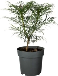 Mahoniestruik (Mahonia Eurybracteata 'Little Soft Caress') D 19 H 30 Cm