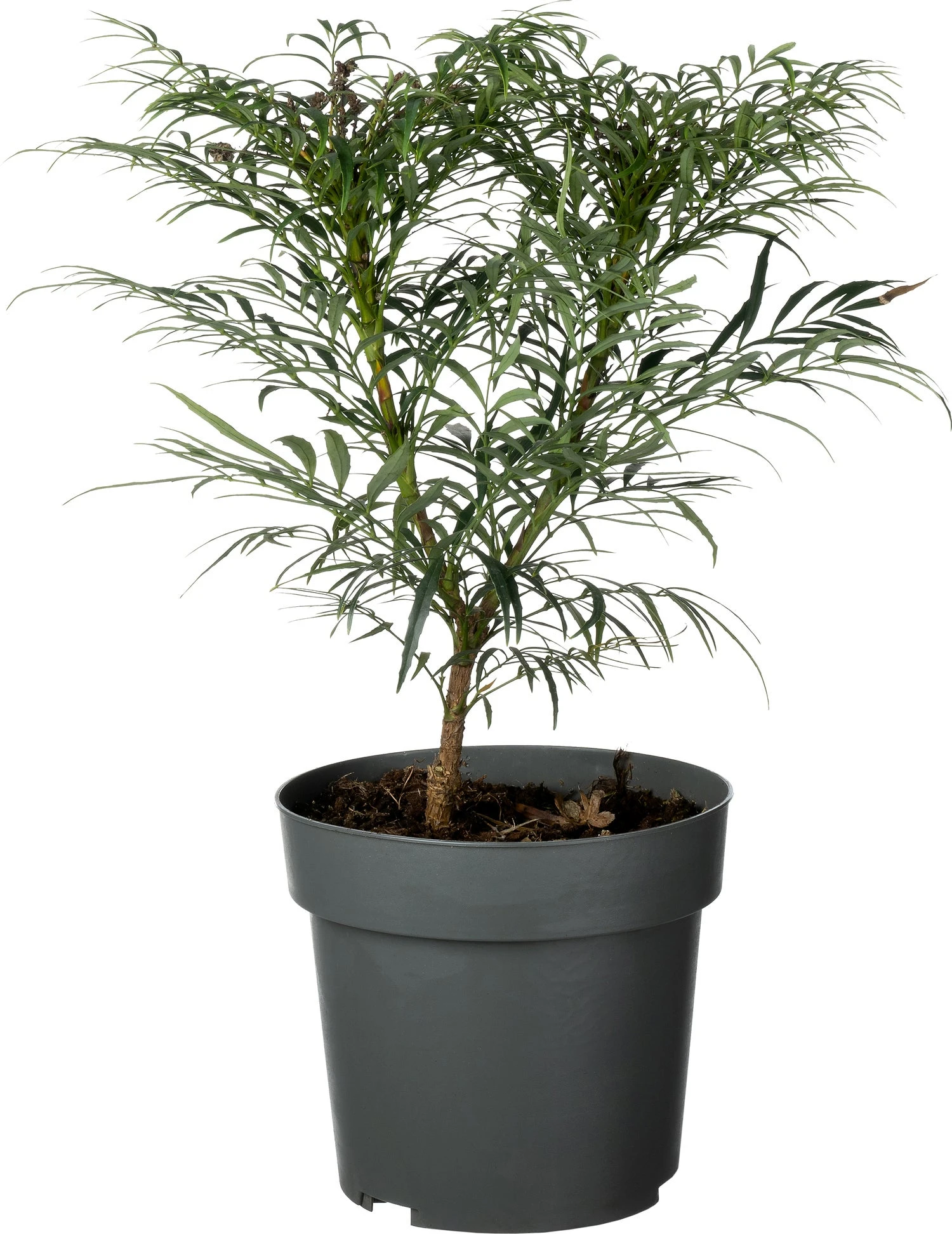 Mahoniestruik (Mahonia Eurybracteata 'Little Soft Caress') D 19 H 30 Cm 3 Mahoniestruik (Mahonia Eurybracteata 'Little Soft Caress') D 19 H 30 Cm