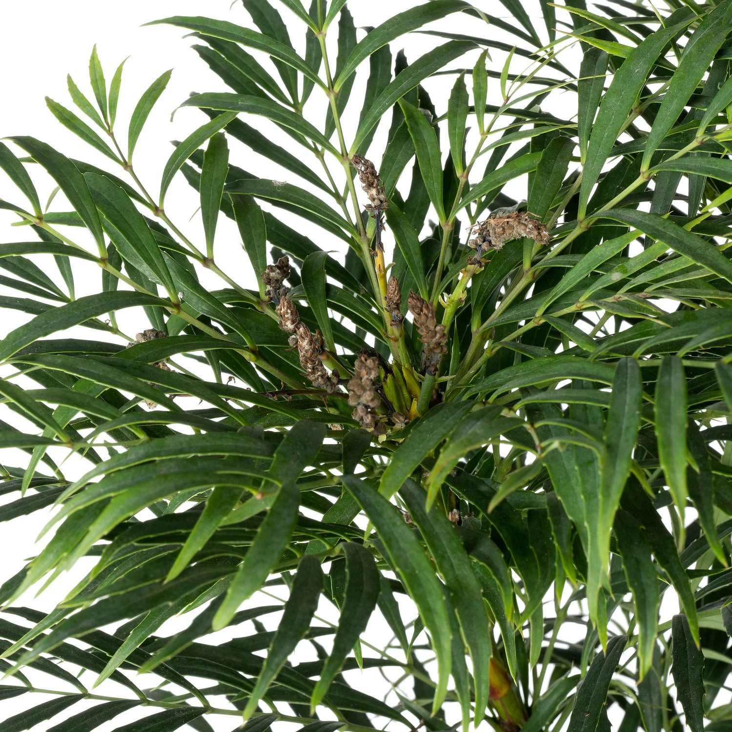 Mahoniestruik (Mahonia Eurybracteata 'Little Soft Caress') D 19 H 30 Cm 4 Mahoniestruik (Mahonia Eurybracteata 'Little Soft Caress') D 19 H 30 Cm - Afbeelding 2