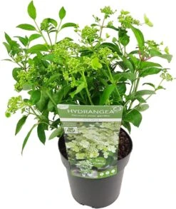 Pluimhortensia (Hydrangea Paniculata 'Prim White') D 19 H 40 Cm
