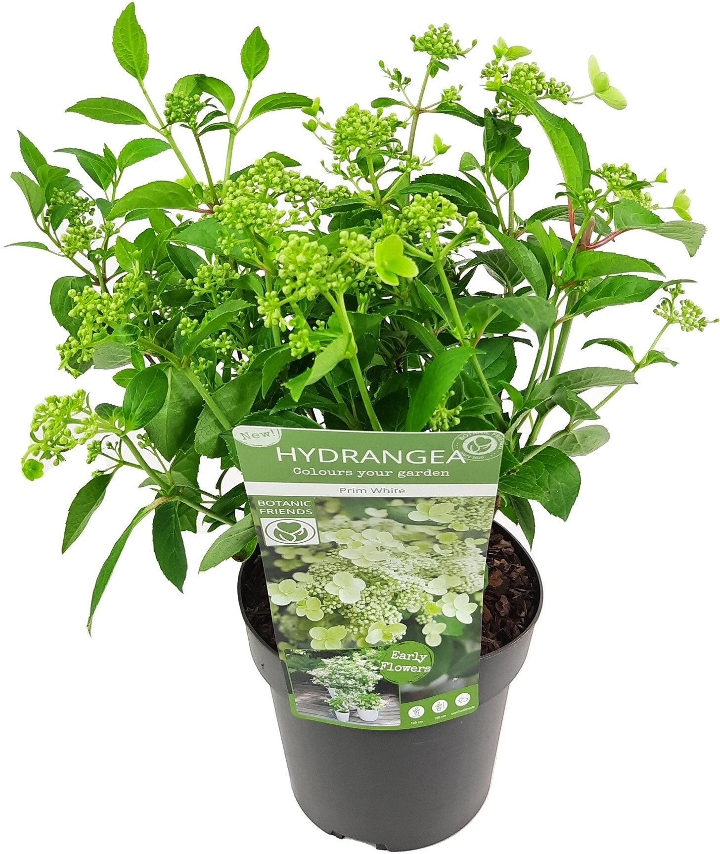 Pluimhortensia (Hydrangea Paniculata 'Prim White') D 19 H 40 Cm 3 Pluimhortensia (Hydrangea Paniculata 'Prim White') D 19 H 40 Cm