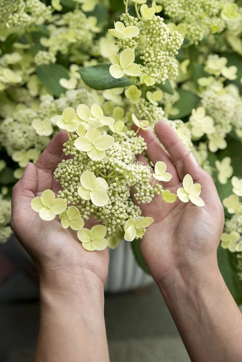 Pluimhortensia (Hydrangea Paniculata 'Prim White') D 19 H 40 Cm 4 Pluimhortensia (Hydrangea Paniculata 'Prim White') D 19 H 40 Cm - Afbeelding 2