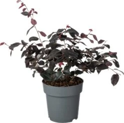 Heksenstruik (Loropetalum Chinense 'Ever Red') D 15 H 25 Cm