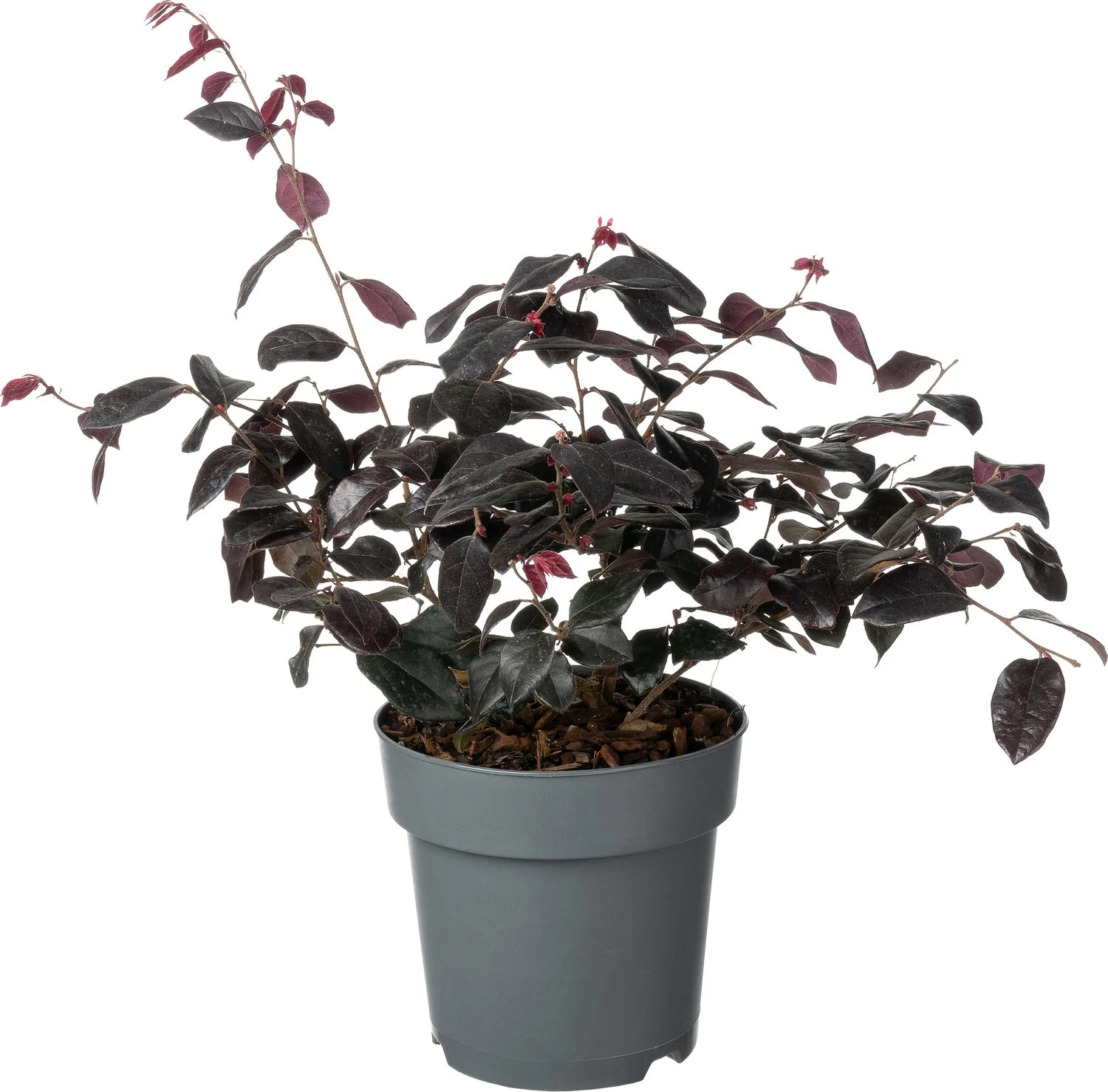 Heksenstruik (Loropetalum Chinense 'Ever Red') D 15 H 25 Cm 3 Heksenstruik (Loropetalum Chinense 'Ever Red') D 15 H 25 Cm