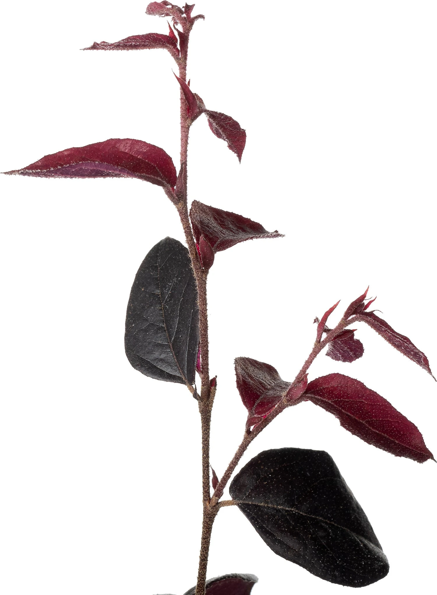 Heksenstruik (Loropetalum Chinense 'Ever Red') D 15 H 25 Cm 4 Heksenstruik (Loropetalum Chinense 'Ever Red') D 15 H 25 Cm - Afbeelding 2