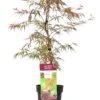 Japanse Esdoorn (Acer Palmatum 'Garnet Tower') D 19 H 40 Cm -PlantenPuur Verkoopwinkel 8718182414219 1