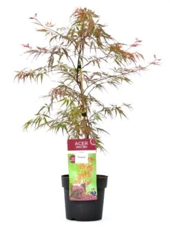 Japanse Esdoorn (Acer Palmatum 'Garnet Tower') D 19 H 40 Cm