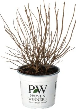 Pluimhortensia (Hydrangea Paniculata 'Little Lime'®) D 19 H 30 Cm