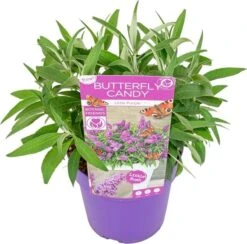 Vlinderstruik (Buddleja Davidii 'BC Little Purple') D 19 H 45 Cm