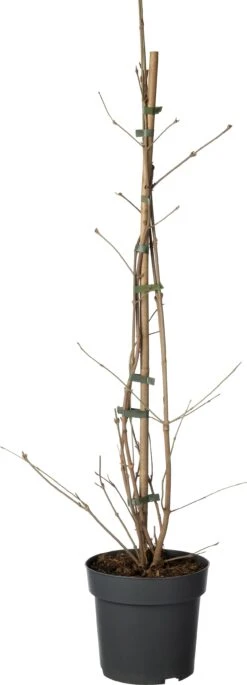 Japanse Sneeuwbal (Viburnum Plicatum 'Kilimandjaro Sunrise') D 19 H 80 Cm