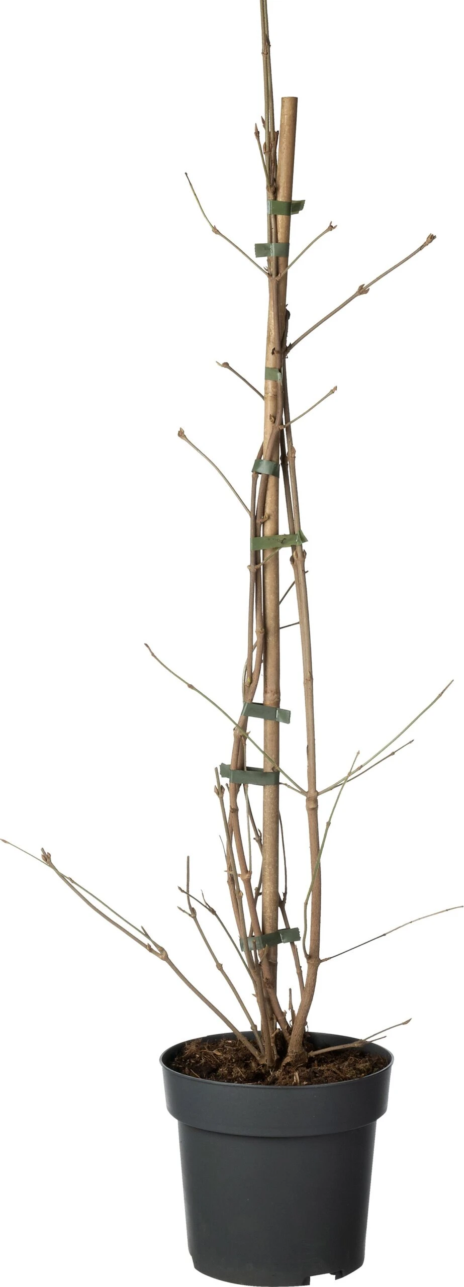 Japanse Sneeuwbal (Viburnum Plicatum 'Kilimandjaro Sunrise') D 19 H 80 Cm 3 Japanse Sneeuwbal (Viburnum Plicatum 'Kilimandjaro Sunrise') D 19 H 80 Cm