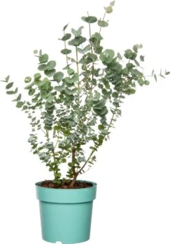 Gomboom (Eucalyptus Gunni 'Azura') D 17 H 25 Cm