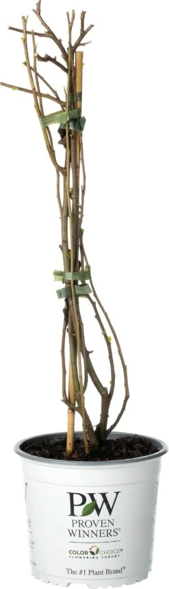 Dwergkwee (Chaenomeles Speciosa 'Orange Storm') D 19 H 60 Cm