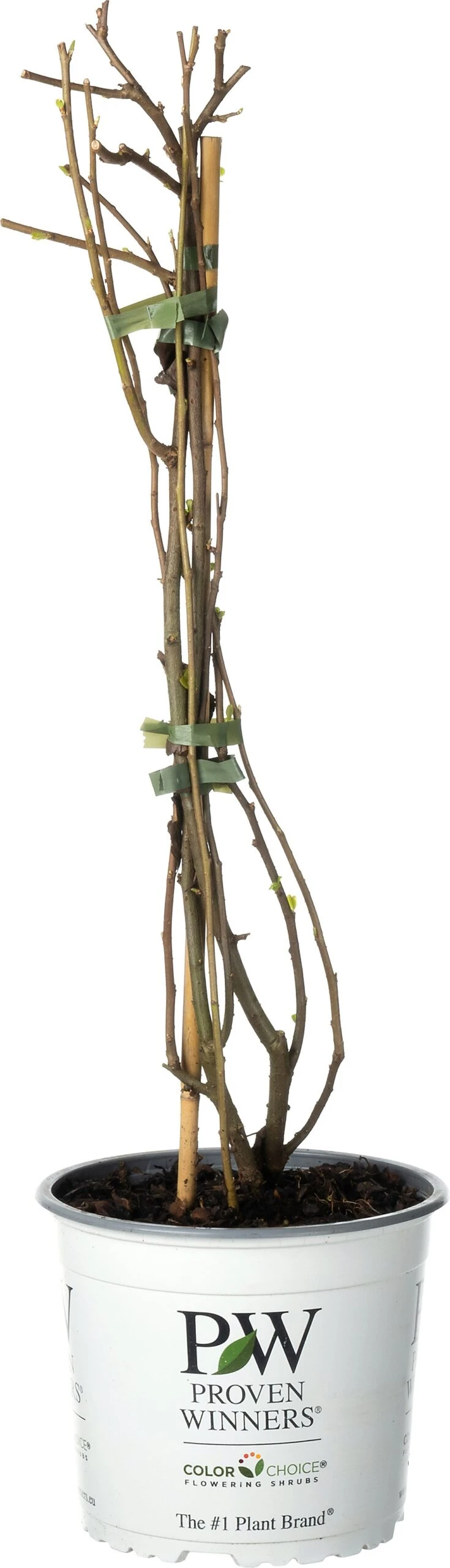 Dwergkwee (Chaenomeles Speciosa 'Orange Storm') D 19 H 60 Cm 3 Dwergkwee (Chaenomeles Speciosa 'Orange Storm') D 19 H 60 Cm