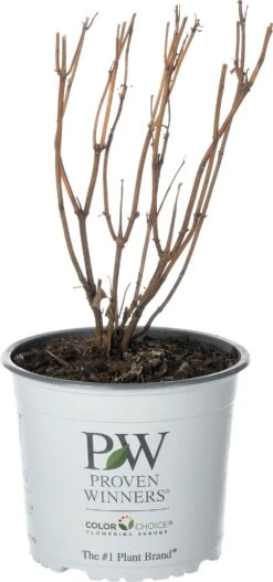 Bolhortensia (Hydrangea Arborescens 'Ruby Annabelle'®) D 19 H 30 Cm