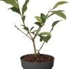 Bananenstruik (Magnolia 'Fairy Magnolia Blush'®) D 13 H 20 Cm -PlantenPuur Verkoopwinkel 8718182418491 0