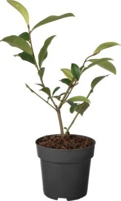 Bananenstruik (Magnolia 'Fairy Magnolia Blush'®) D 13 H 20 Cm