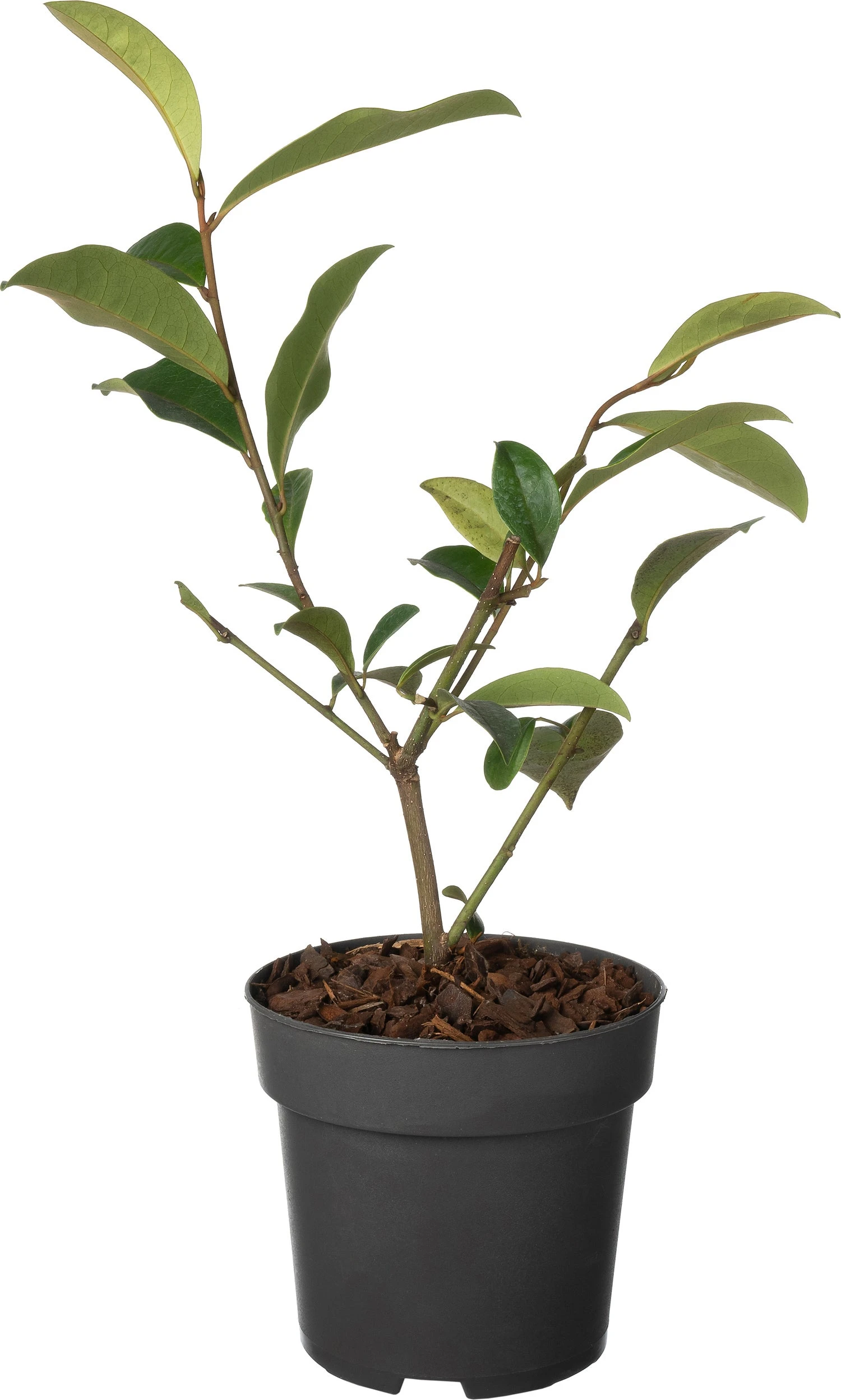 Bananenstruik (Magnolia 'Fairy Magnolia Blush'®) D 13 H 20 Cm 3 Bananenstruik (Magnolia 'Fairy Magnolia Blush'®) D 13 H 20 Cm