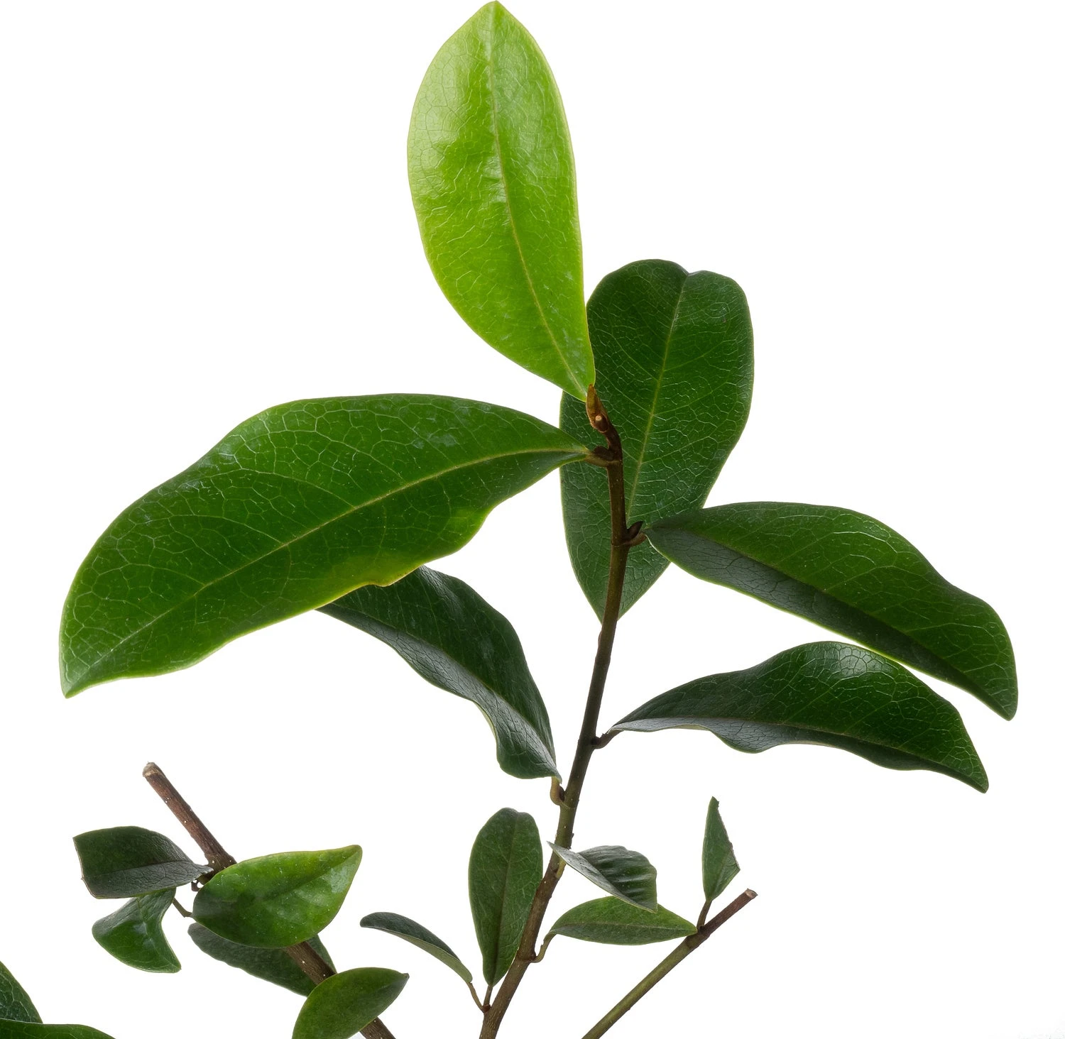 Bananenstruik (Magnolia 'Fairy Magnolia Blush'®) D 13 H 20 Cm 4 Bananenstruik (Magnolia 'Fairy Magnolia Blush'®) D 13 H 20 Cm - Afbeelding 2