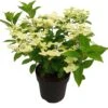 Pluimhortensia (Hydrangea Paniculata 'Switch Ophelia') D 19 H 40 Cm -PlantenPuur Verkoopwinkel 8718182418699