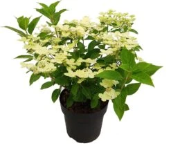 Pluimhortensia (Hydrangea Paniculata 'Switch Ophelia') D 19 H 40 Cm