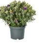 Struikveronica (Hebe 'Katrina') D 23 H 45 Cm -PlantenPuur Verkoopwinkel 8718325002105 1