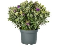 Struikveronica (Hebe 'Katrina') D 23 H 45 Cm