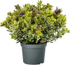 Struikveronica (Hebe 'Golden Katrina') D 23 H 45 Cm