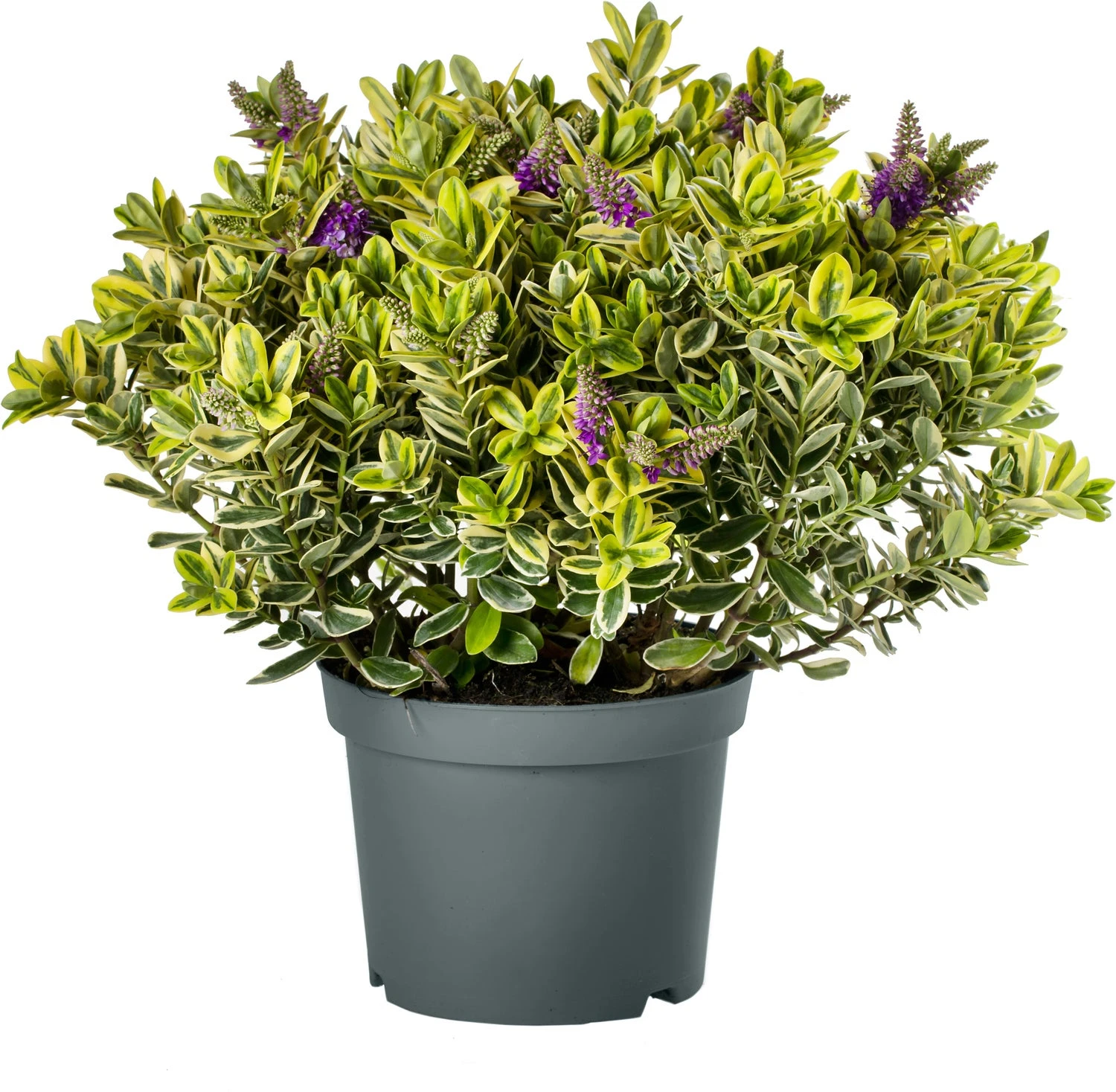 Struikveronica (Hebe 'Golden Katrina') D 23 H 45 Cm 3 Struikveronica (Hebe 'Golden Katrina') D 23 H 45 Cm