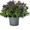 Struikveronica (Hebe Hebedonna 'Anna') D 23 H 45 Cm 1 Struikveronica (Hebe Hebedonna 'Anna') D 23 H 45 Cm -PlantenPuur Verkoopwinkel 8718325002211 1