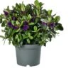 Struikveronica (Hebe Hebedonna 'Alexa') D 23 H 45 Cm -PlantenPuur Verkoopwinkel 8718325002259 1