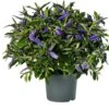 Struikveronica (Hebe Hebegranda 'Blue') D 23 H 45 Cm -PlantenPuur Verkoopwinkel 8718325002914 1