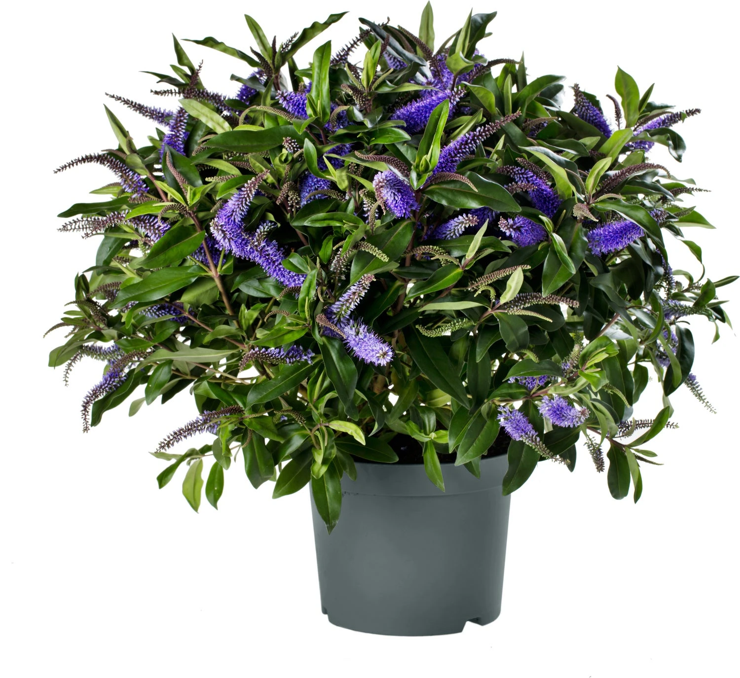 Struikveronica (Hebe Hebegranda 'Blue') D 23 H 45 Cm 3 Struikveronica (Hebe Hebegranda 'Blue') D 23 H 45 Cm