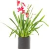 Cambria-orchidee Cascade (Cambria 'Nelly Isler') D 12 H 60 Cm -PlantenPuur Verkoopwinkel 8718463005808