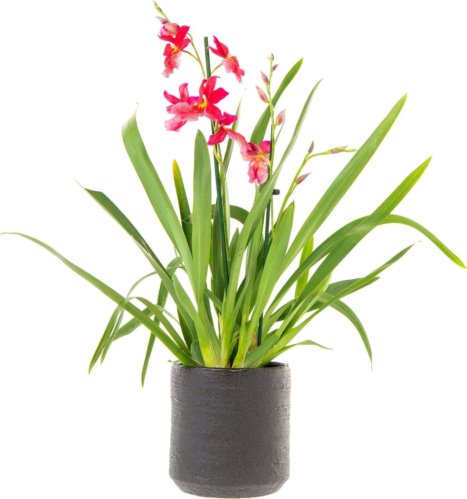 Cambria-orchidee Cascade (Cambria 'Nelly Isler') D 12 H 60 Cm 3 Cambria-orchidee Cascade (Cambria 'Nelly Isler') D 12 H 60 Cm