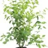 Krentenboompje (Amelanchier Lamarckii) D 28 H 80 Cm -PlantenPuur Verkoopwinkel 8719189063004