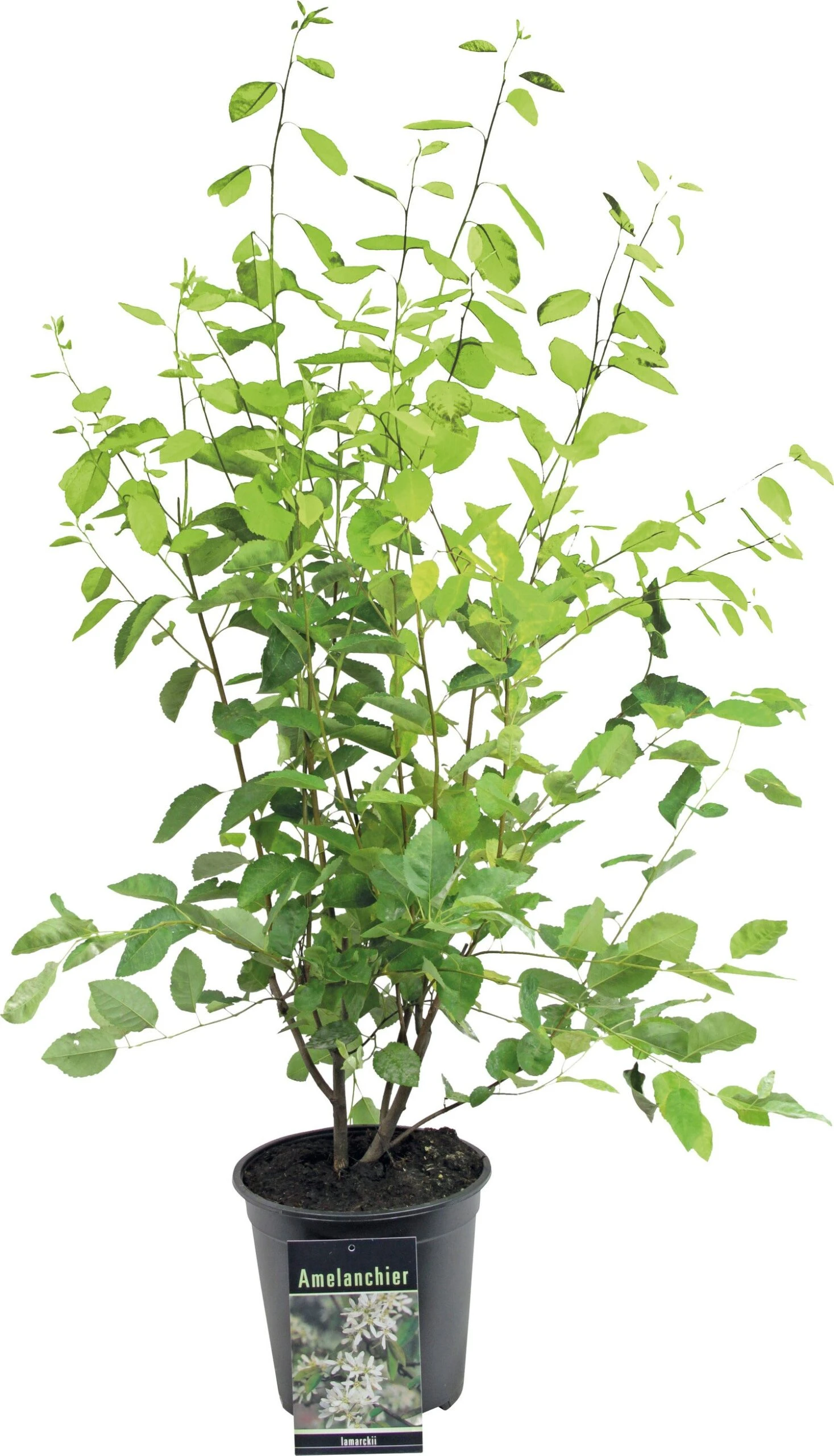 Krentenboompje (Amelanchier Lamarckii) D 28 H 80 Cm 3 Krentenboompje (Amelanchier Lamarckii) D 28 H 80 Cm