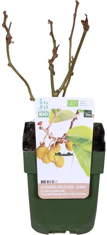 Kiwi (Actinidia Deliciosa 'Jenny') D 19 H 50 Cm 3 Kiwi (Actinidia Deliciosa 'Jenny') D 19 H 50 Cm