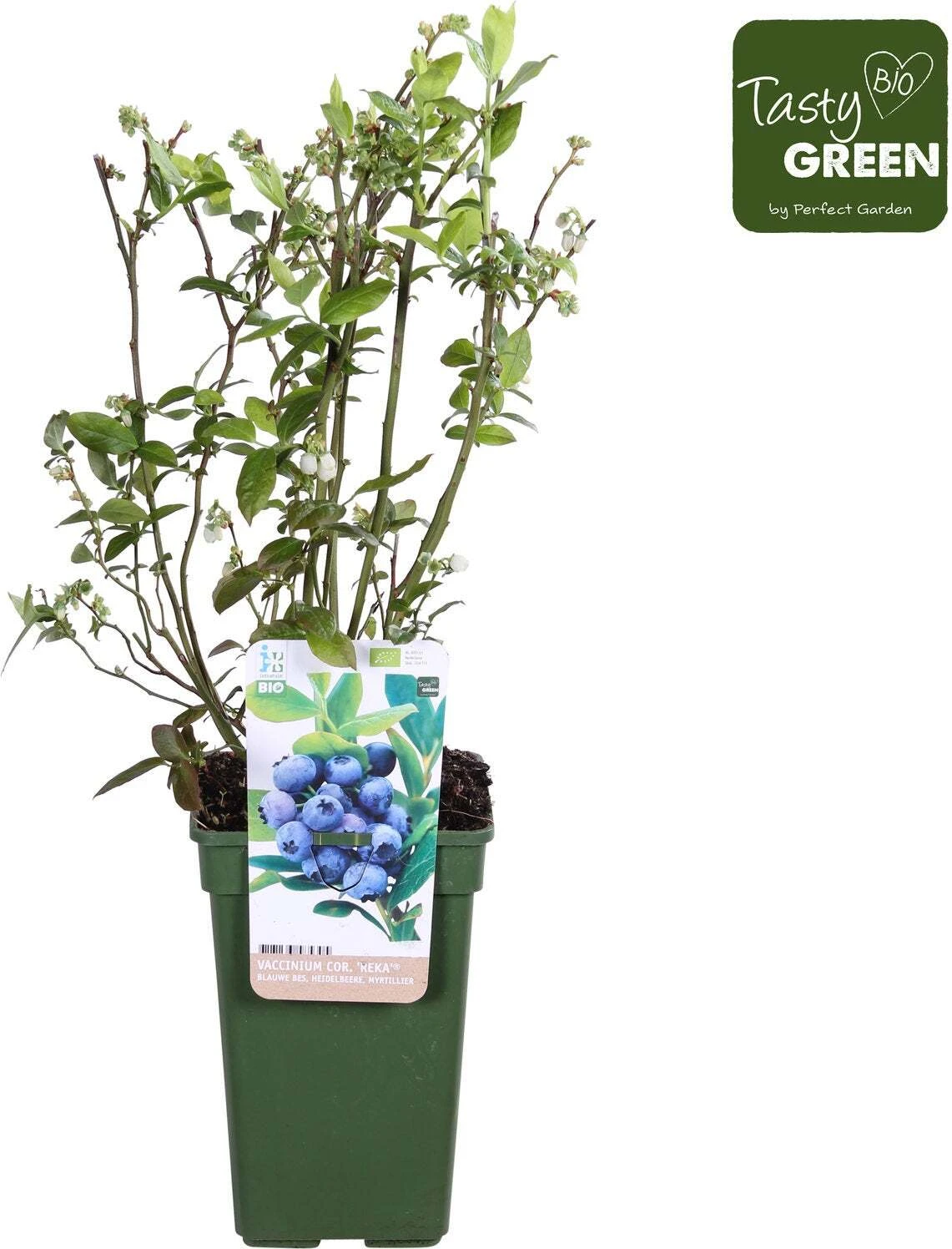 Blauwe Bes (Vaccinium Corymbosum 'Blue Dessert') D 19 H 50 Cm 3 Blauwe Bes (Vaccinium Corymbosum 'Blue Dessert') D 19 H 50 Cm