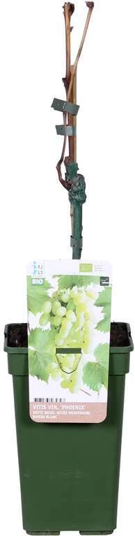 Witte Druif (Vitis 'Phoenix') D 19 H 50 Cm 3 Witte Druif (Vitis 'Phoenix') D 19 H 50 Cm
