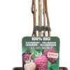 Herfstframboos (Rubus Idaeus 'Naschmich') D 19 H 50 Cm 2 Herfstframboos (Rubus Idaeus 'Naschmich') D 19 H 50 Cm -PlantenPuur Verkoopwinkel 8719474819910 1