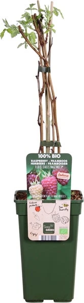 Herfstframboos (Rubus Idaeus 'Naschmich') D 19 H 50 Cm