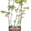 Framboos (Rubus Idaeus 'Summer Chef') D 19 H 50 Cm -PlantenPuur Verkoopwinkel 8719474819934 1