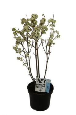 Schoonvrucht (Callicarpa Bodinieri 'Snow Star') D 19 H 60 Cm